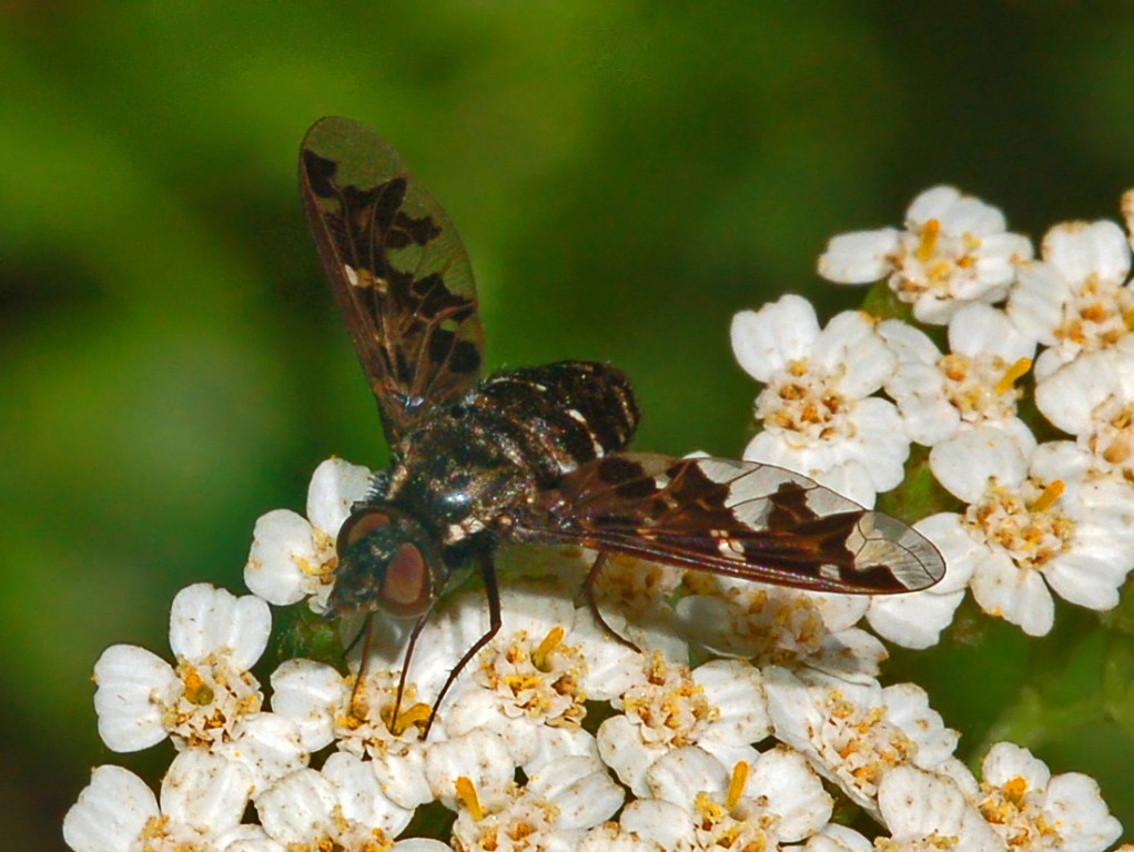 Exoproposa jacchus ??